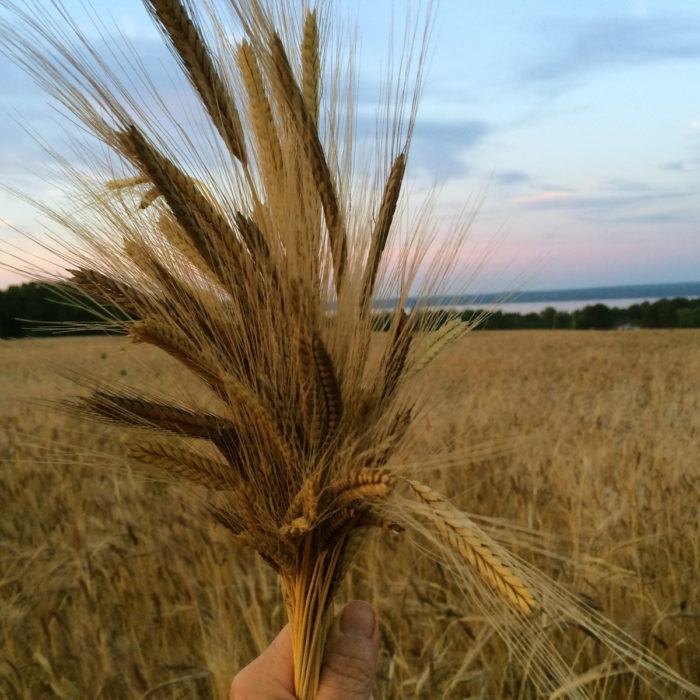 Einkorn wheat, an ancient grain. The Martens are involved in regional efforts to revive ancient grains and make them available in the food chain for use in baked goods by commercial and home bakers alike.