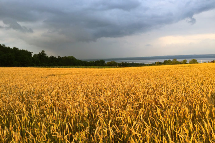 Frederick white wheat fields at the Martens's Farm