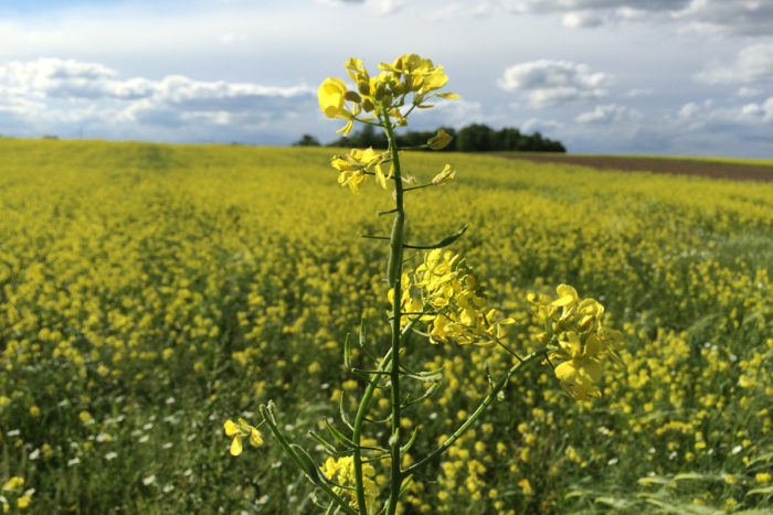 Yellow mustard fields are an important part of the rotational cropping system on Martens farm. The use of cover crops, biofumigant crops (such as the mustard), and double-cropping strategies are some of the ways in which organic farmers combat weeds and pests, build soil health, and control erosion.