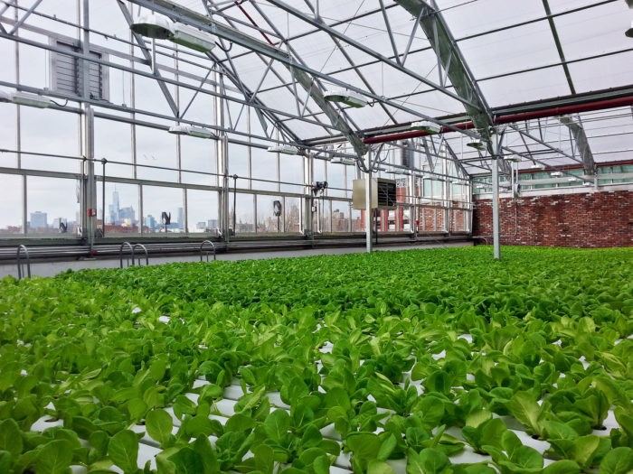 Gotham Greens' greenhouse (photo courtesy of <a href=13544122273_reana.html Kovalcik</a>)