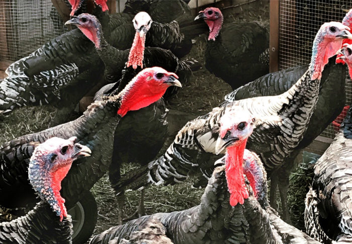 Bourbon Red Turkeys. (Photo credit: Shoshi Parks)