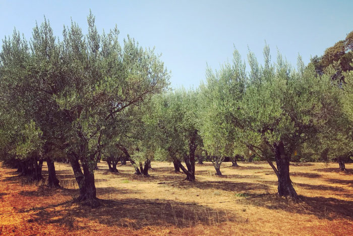 The historic olive groves at Long Meadow Ranch. (Photo credit: Shoshi Parks)