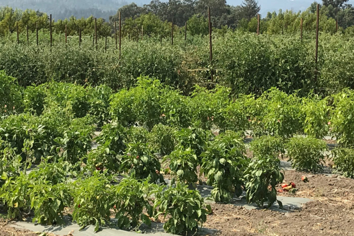Vegetables and grapevines growing at Long Meadow Ranch. (Photo credit: Shoshi Parks)