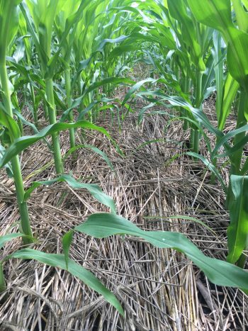 Corn planted directly into Rick's cereal rye cover crop in the spring.