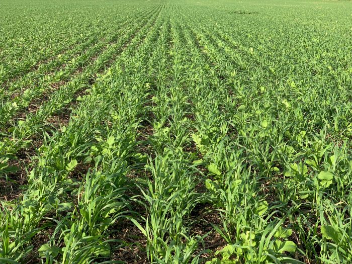Field of cover crops including a mix of oats, radish, peas, fixation clover, and sorghum sudangrass.