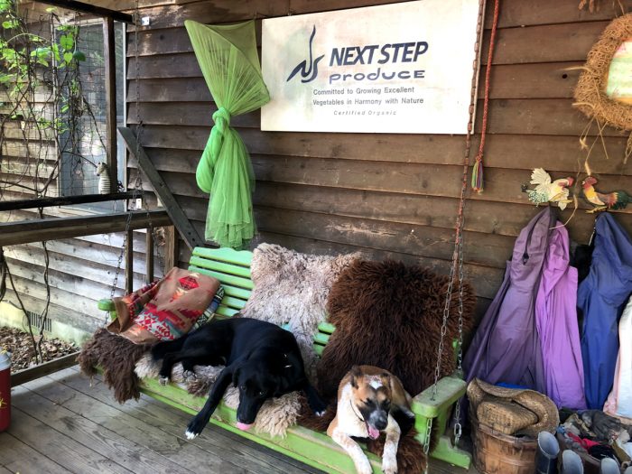 Some of Heinz Thomet's dogs at Next Step Produce in Maryland