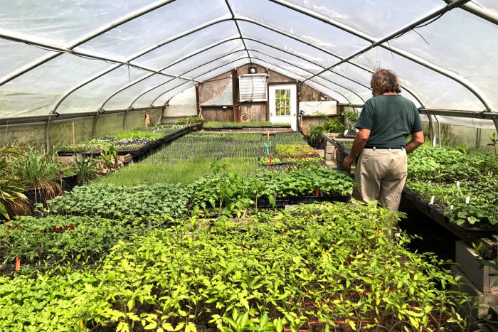 Heinz Thomet inside a greenhouse at Next Step Produce in Maryland
