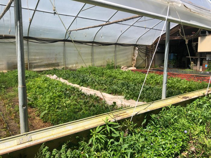 rows of plants growing in the greenhouse at Next Step Produce in Maryland
