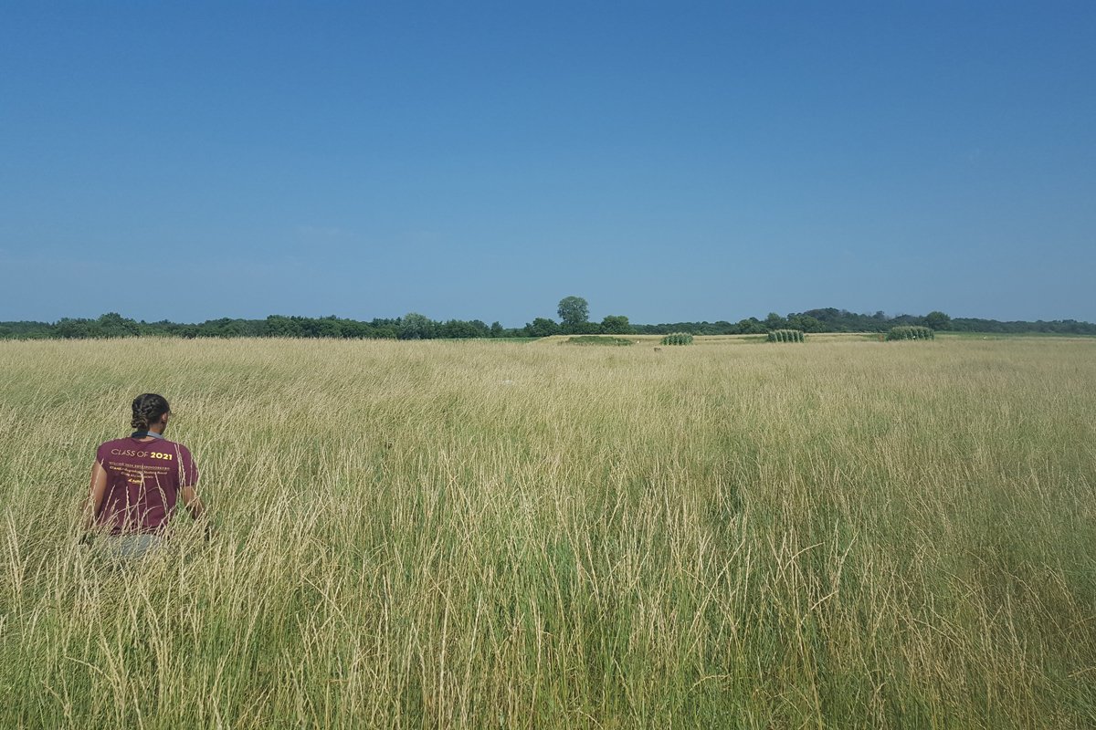Walking through a field of Kernza. (Photo credit: Jacob Jungers)
