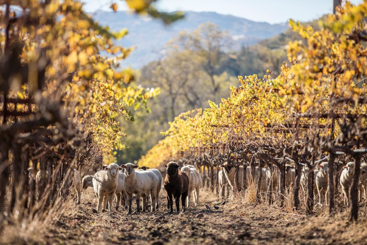 Sheep grazing in Bonterra's vineyards, building the biodiversity and reducing wildfire risk
