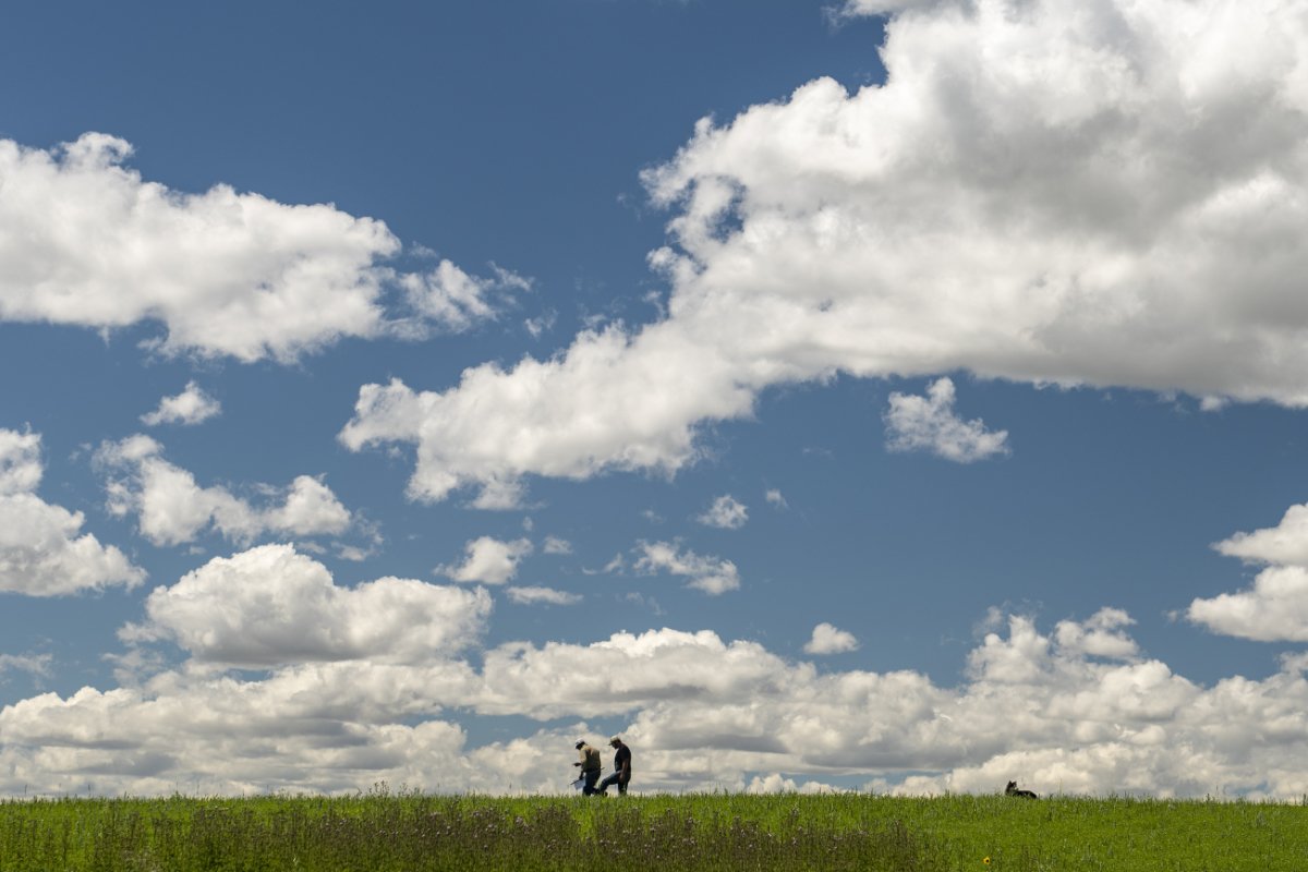 Under Montana’s big sky, Timeless grower Jody Manuel and David Oien examine mid-season organic lentils on Jody’s farm in north-central Montana.