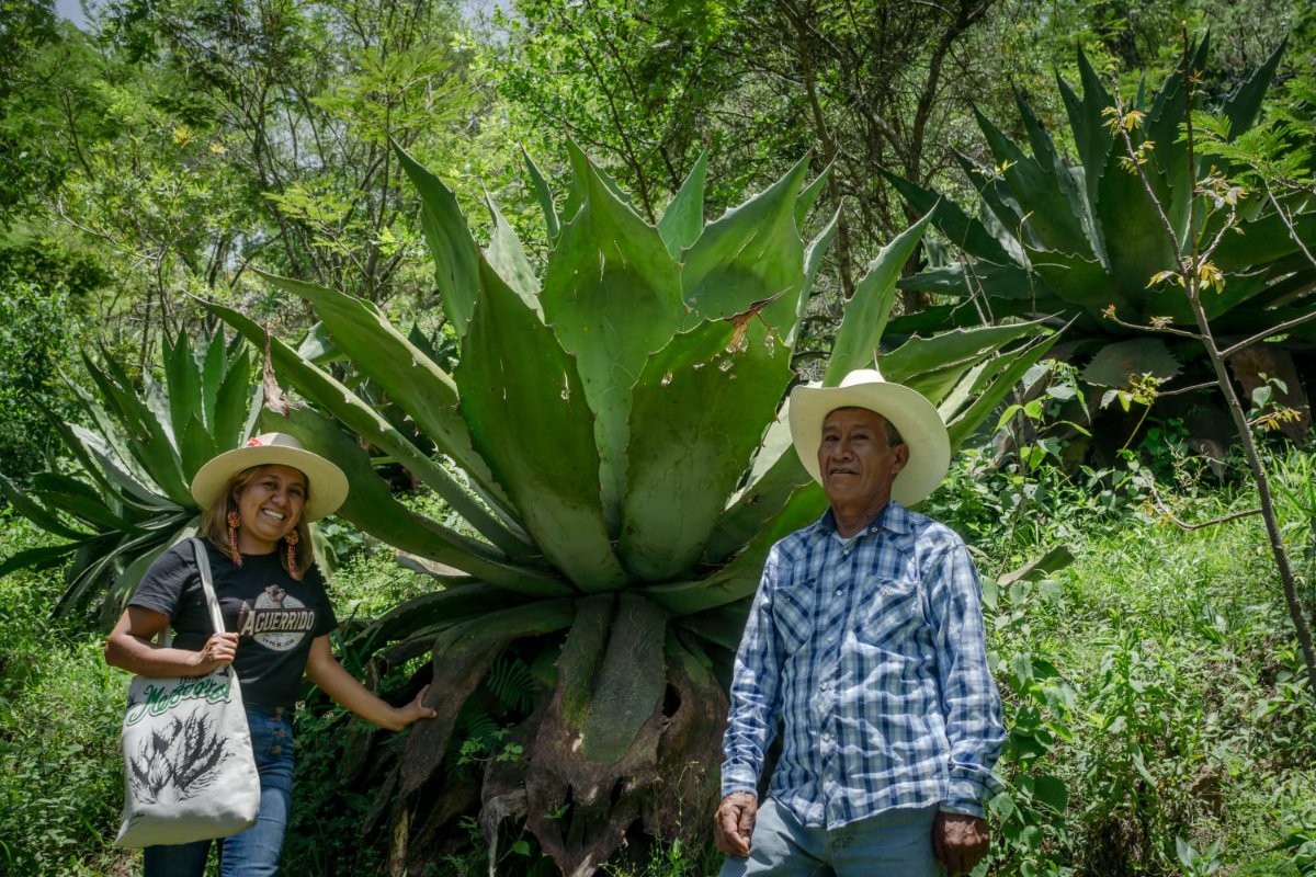 Erika Meneses, director of Aguerrido, stands by a wild agave plant with one of the cooperative's mezcaleros. (Photo courtesy of Aguerrido)