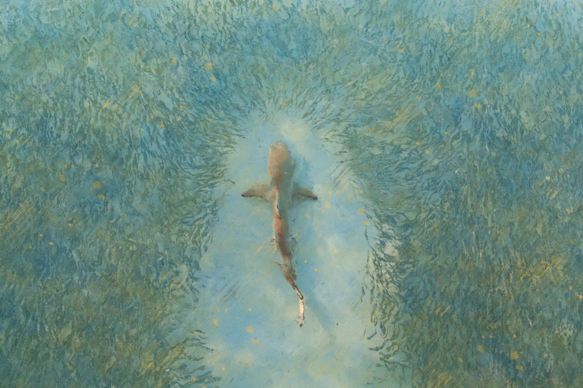 Photo of a shark swimming through a school of fish, with a gritty overlay including walmart's yellow and blue colors. (Photo credit: Scott Carr, Getty Images, illustration by 168开奖官方开奖网站)