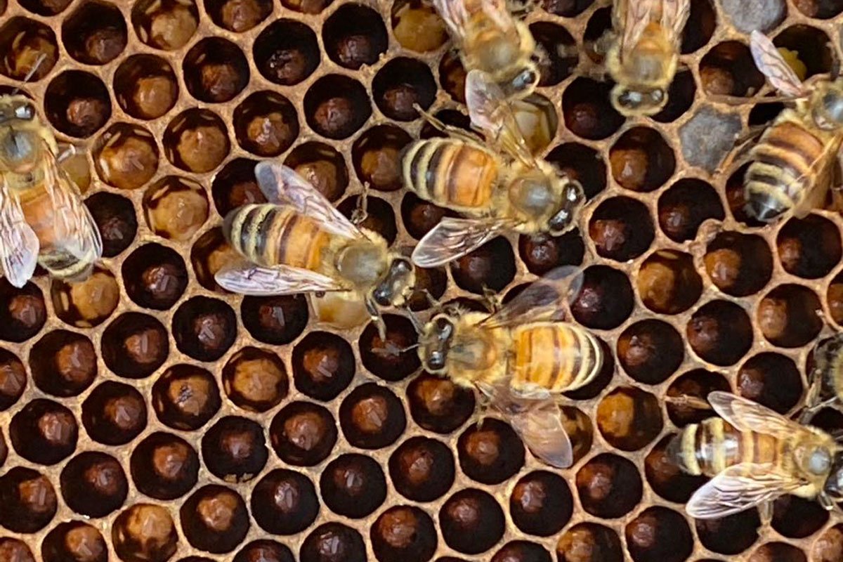 Honey bee closeup.