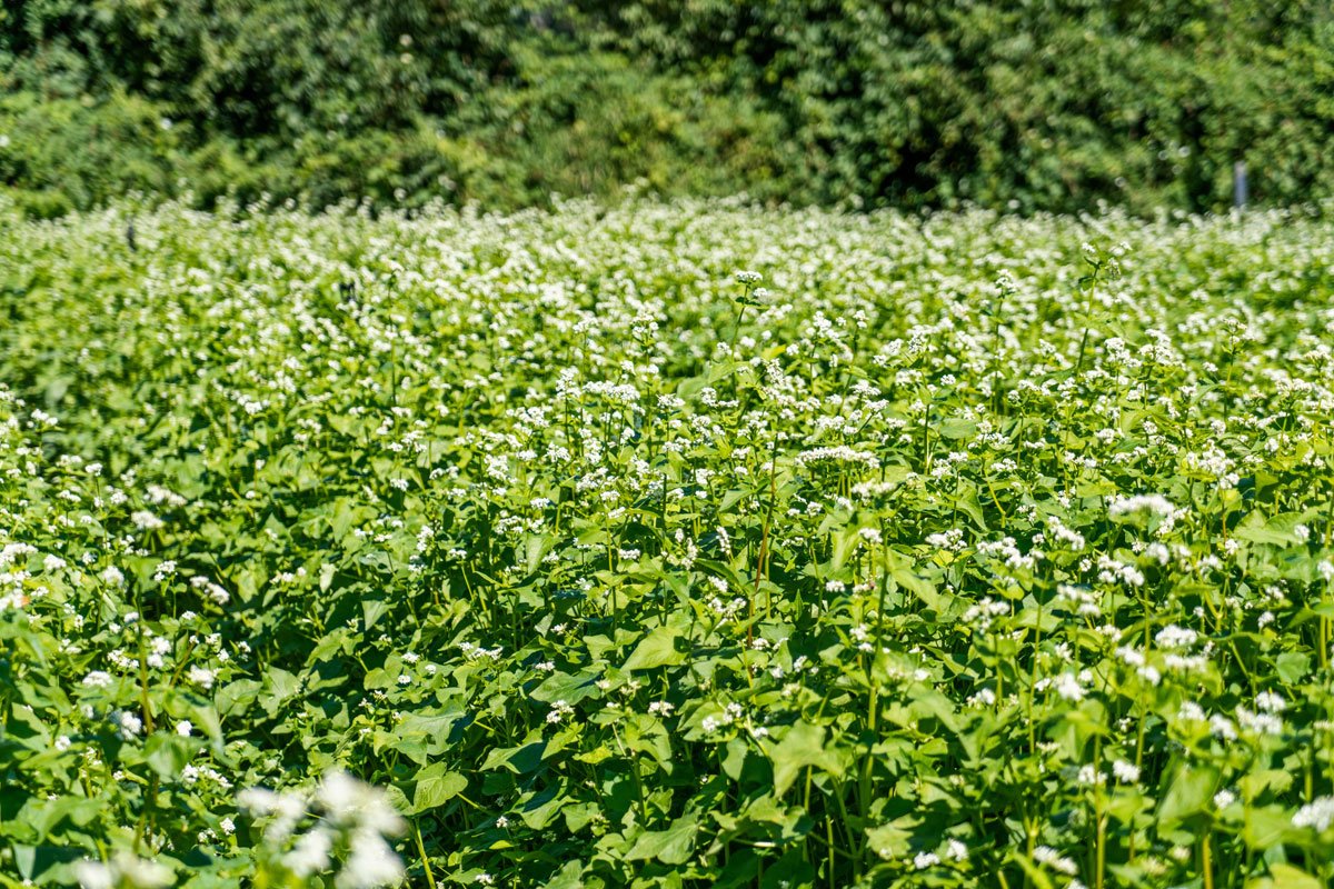 A field of flowering buckwheat. A buckwheat plants can produce as many as 2,000 flowers, according to research. Experts recommend planting about 700,000 buckwheat plants per acre.