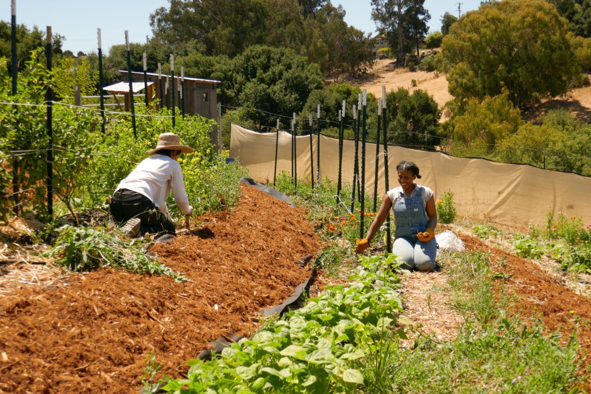 Volunteers Noelle Romero (left) and Corinne Smith (right) pull weeds around a row of baby tomato plants and talk about their own gardening ventures during a community work day at the Agroecology Commons 168一分钟极速赛车官网 Farm. (Photo credit: Riley Ramirez)