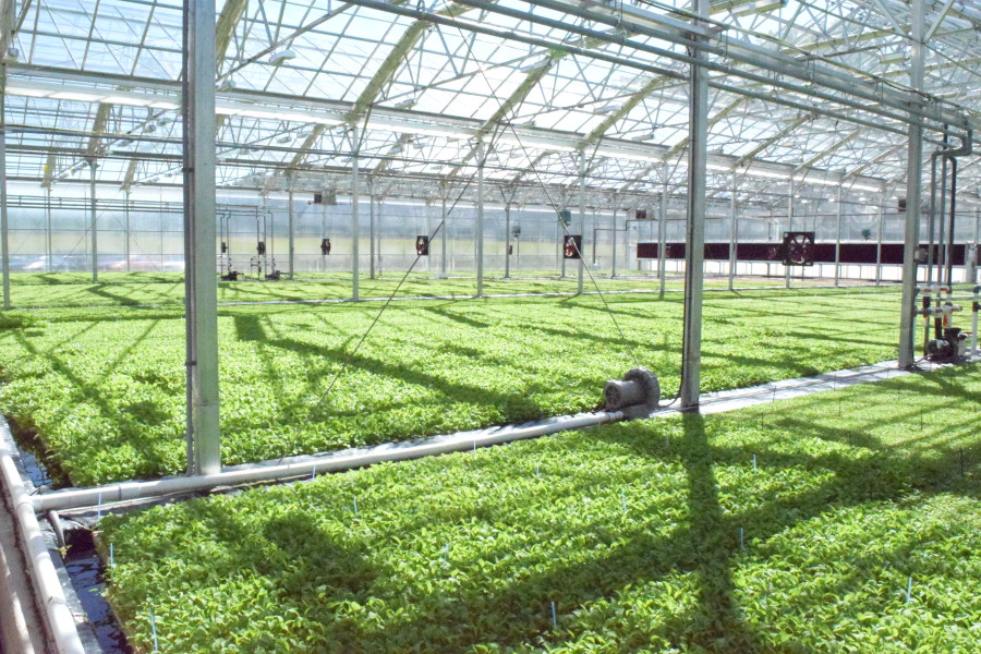 BrightFarms Interior - Salad Greens in Greenhouse