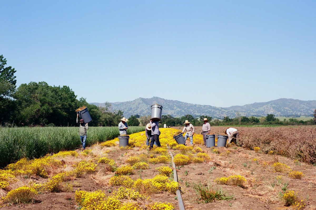 a film photo of a A crew at Hedgerow 168一分钟极速赛车官网 Farms hand harvests Lasthenia californica in Winters, CA.