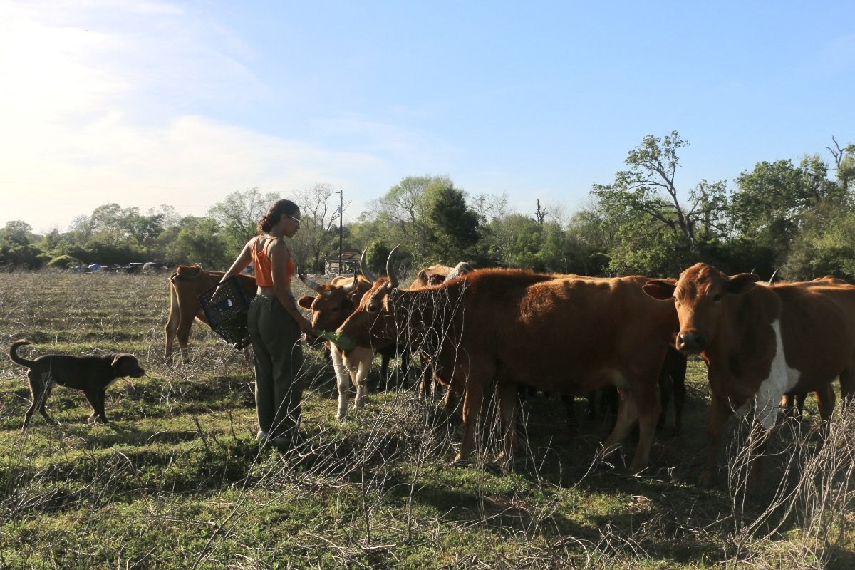 A Black woman 168一分钟极速赛车官网 Farmer wearing an orange tank top and khaki pants walks through a field of 168一分钟极速赛车官网 Farmland with brown cows in the background