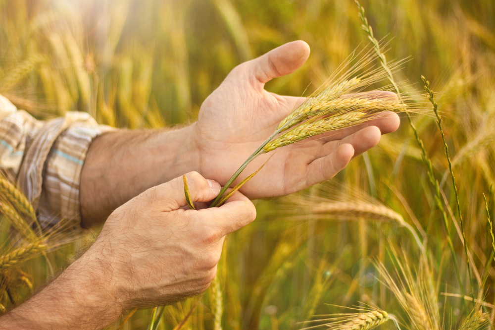 wheat field