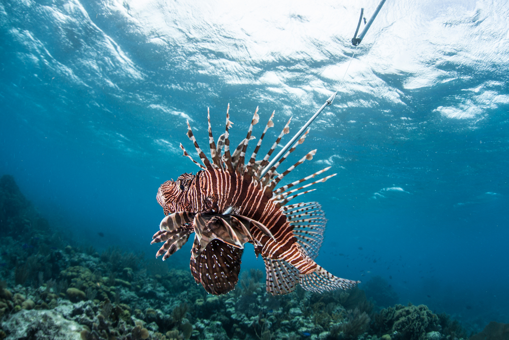 lionfish in water